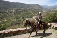 Au pays du Paso P&eacute;ruvien en randonn&eacute;e &eacute;questre au P&eacute;rou - Randocheval